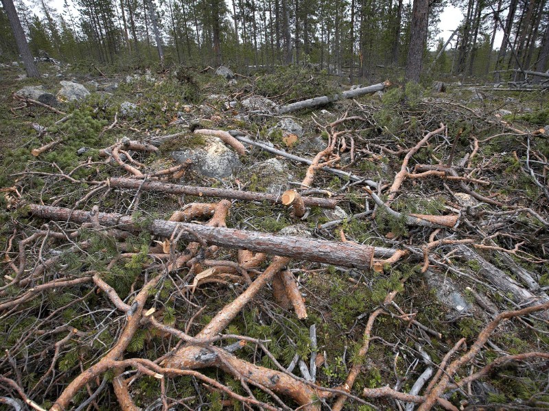 There has been a lot of talk but so far no action on land use-related greenhouse gas emissions in Finland, laments Markus Ollikainen, the chairperson of the Finnish Climate Panel. (Matti Snellman – Lehtikuva)