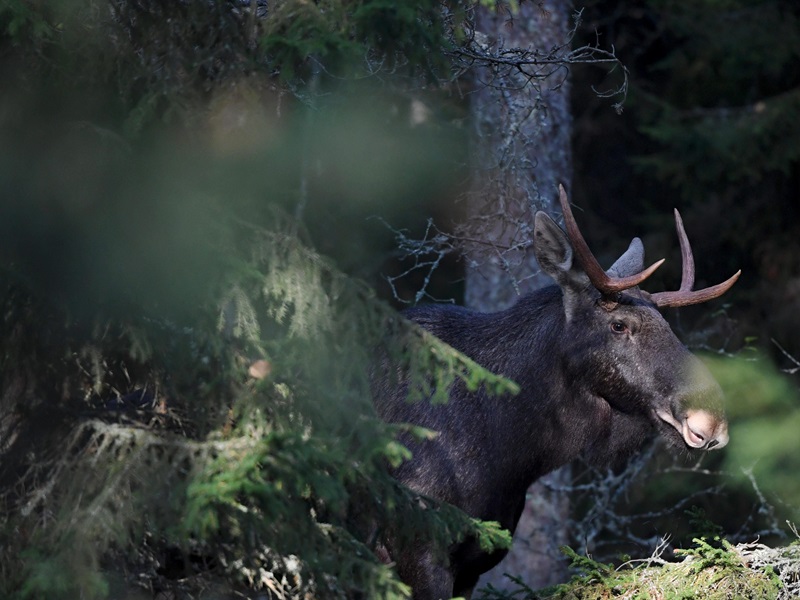A bull elk in Kirkkonummi, Southern Finland, in October 2020.